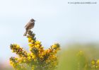 CommonWhitethroat_010510o.jpg