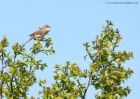 CommonWhitethroat_010510q.jpg