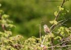 CommonWhitethroat_010510u.jpg