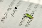 Common_Green_Capsid_Bug_gdn_010920a.jpg