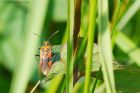 Corizus_hyoscyami_crosby_220519a.jpg