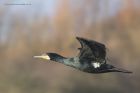 Filename=Cormorant_240115aa.jpg
Filesize=401KB
Dimensions=1200x800
Date added=Feb 08, 2015 Cormorant_240115aa.jpg
