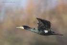 Cormorant_240115aa.jpg