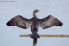 Cormorant_270911a.jpg