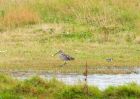 Curlew_310809b.jpg