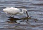 DSC02811_egret150807.jpg