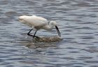 DSC02827_egret150807.jpg