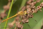 Darter_070611b.jpg