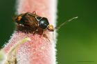 Deraeocoris_flavilinea_140715b.jpg