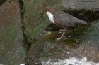 Dipper_210314a.jpg