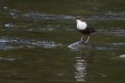 Dipper_210314j.jpg