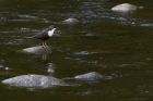 Dipper_210314l.jpg