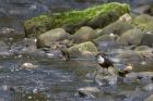 Dipper_210314u.jpg