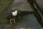 Dipper_210314z30.jpg