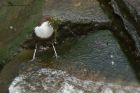 Dipper_210314z32.jpg