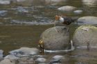 Dipper_210314z41.jpg