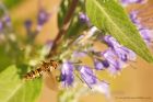 Filename=E_balteatus_050915a.jpg
Filesize=232KB
Dimensions=1000x667
Date added=Jan 18, 2016 E_balteatus_050915a.jpg