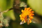 Filename=E_balteatus_gdn_240918a.jpg
Filesize=396KB
Dimensions=1300x867
Date added=Mar 23, 2021 E_balteatus_gdn_240918a.jpg