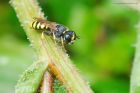 EctemniusWasp_gdn_090823a.jpg