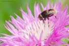 EristalisIntricarius_gdn_210620a.jpg