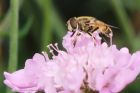 Eristalis_arbustorum_270816a.jpg