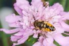 Filename=Eristalis_arbustorum_270816b.jpg
Filesize=420KB
Dimensions=1200x800
Date added=Feb 01, 2018 Eristalis_arbustorum_270816b.jpg