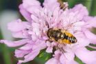 Eristalis_arbustorum_270816b.jpg