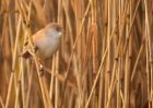 FbeardedTit_101009a.jpg