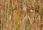 FbeardedTit_101009d.jpg