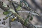 Firecrest_290115a.jpg