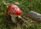 FlyAgaric_040910a.jpg