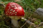 FlyAgaric_040910c.jpg