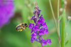 Fork-tailed_flower_bee_gdn_170620a.jpg