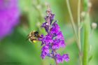 Fork-tailed_flower_bee_gdn_170620b.jpg