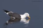 GBBgull_020311a.jpg