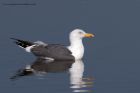 GBBgull_020311i.jpg