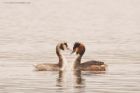 GCgrebe_120316a.jpg