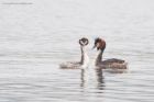 GCgrebe_120316b.jpg