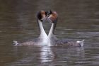 GCgrebe_190211a.jpg