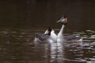 GCgrebe_190211v.jpg