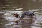 GCgrebe_190211zd.jpg