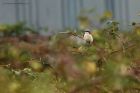 GGshrike_141114e.jpg