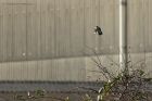 Filename=GGshrike_171124a.jpg
Filesize=313KB
Dimensions=1200x800
Date added=Jan 19, 2015 GGshrike_171124a.jpg