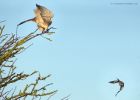 GGshrike_291214b.jpg