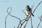 GGshrike_291214d.jpg