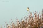 GGshrike_291214f.jpg