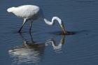 GWE_020914i.jpg