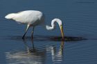 GWE_020914m.jpg