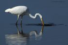 Filename=GWE_020914p.jpg
Filesize=292KB
Dimensions=1200x800
Date added=Sep 26, 2014 GWE_020914p.jpg