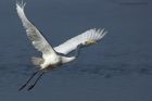 GWE_020914z14.jpg